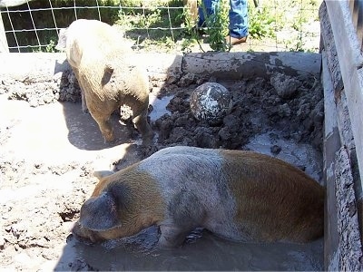 Two pigs are in an outside muddy pen. One Pig is walking to the back fence of a pen and behind it is another Pig sitting in the Pen. There is a ball in the top left.