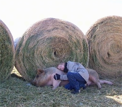 A blonde haired lady is laying her head on the back of a pig that is laying behind large hay bales