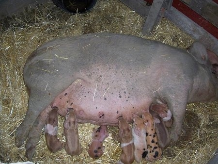 A huge, fat pig is laying on its side inside of its pen and there are a number of piglets nursing from the Pig.