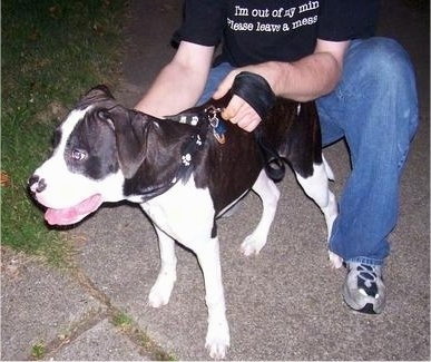 The front left side of a black and white Pit Bull Terrier Puppy is standing on a sidewalk with its mouth open and it is being held back by a person