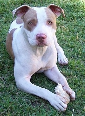A white with brown Pit Bull Terrier is sitting in a lawn with a rawhide dog bone
