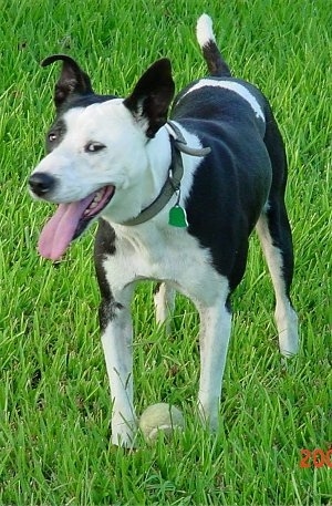 A black with white American Pitbull Terrier is standing in a field with its mouth out and its tongue open. There is a tennis ball between its front paws.