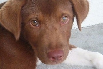 Close Up head shot - A Chocolate with white Lab-Pointer Puppy is laying on a sidewalk against a white building