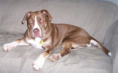 A large, thick bodied, brown with white Lab-Pointer is laying across a couch and it is looking forward.