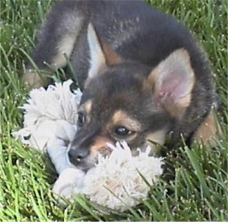 Close up - A black with tan Pom-Shi puppy is laying in grass and it is chewing on a big white rope toy.