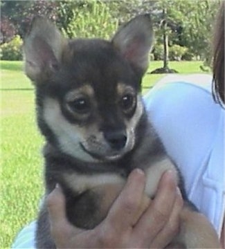 A black with tan Pom-Shi puppy is being held in the arms of a person. It has perk ears and a foxy looking face.