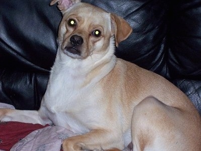 Close up side view - A tan with white Pom-A-Pug dog is laying on a black leather couch looking forward. Its head is tilted to the right. Its head looks small compared to its body.