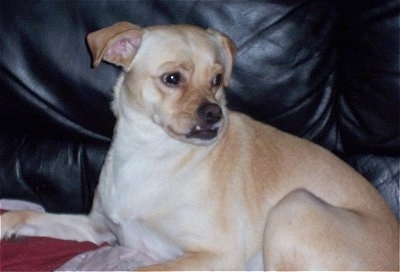 Close up side view - A tan with white Pom-A-Pug is laying on a black leather couch looking to the right. It has an underbite and its bottom tooth is showing on top of its upper lip.