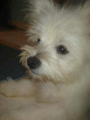 Close up side view - the upper half of a white Maltipom puppy laying on a carpet looking forward.