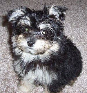 A long haired black with tan and white Maltipom puppy is sitting on a tan carpet and it is looking up.