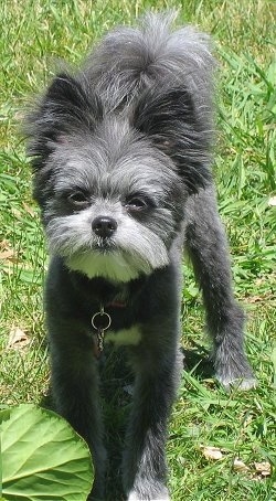 Front view - A muppet-looking black with grey and white Maltipom dog is standing in grass and looking up.