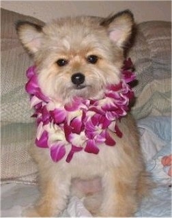 Front view - A fuzzy tan with black Pomapoo is wearing a lei, she is sitting on a couch and she is looking forward.