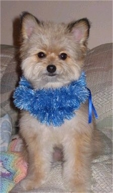 Front view - A tan with black Pomapoo is sitting on a bed and it is looking forward. It is wearing a blue boa.