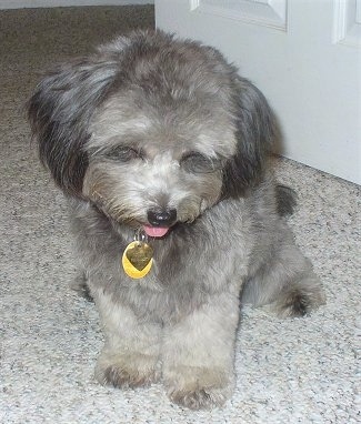 A soft looking grey with black and white Pomapoo is sitting on a carpet and she is looking down. Her mouth is open and her tongue is out.