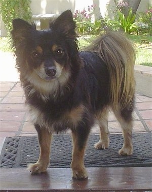 A black and tan Pomapoo is standing in a doorway and it is looking forward. It has longer fringe hair on its tail, chest and head and small perk ears.