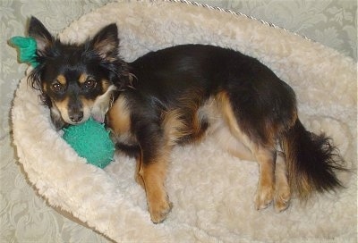 A black with tan Pomapoo is laying on a dog bed and it is looking up. There is a green jelly toy under its head.