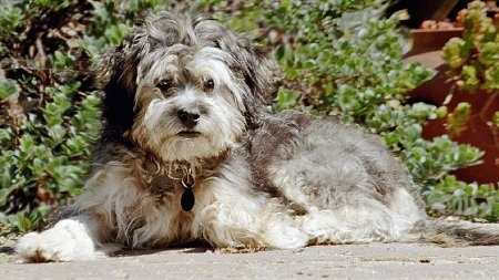 Side view - A wavy-coated, grey with white Poovanese is laying across a stone surface and there is a bush behind it.