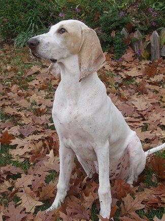 Front side view - A white with tan Porcelaine dog is sitting on a grass surface with leaves around it. It is looking to the left. It has long drop ears.
