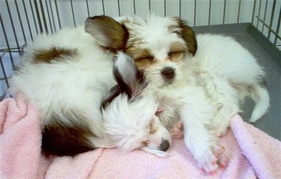 Two white with brown Powderpaps are laying on a pink blanket in a crate.