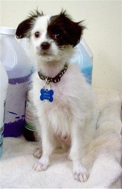 A white with black Powderpap puppy is sitting on a blanket and there are colorful bottles of liquids behind it. Its ears are flopped down and its hair looks shaggy.