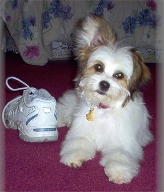 Front view - A white with brown Powderpap puppy is laying on a red rug and next to it is a white sneaker shoe. It is looking forward and its head is tilted to the right.