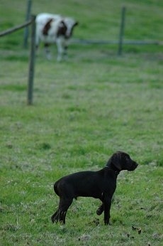 A chocolate Pudelpointer puppy is pointing to the right in a field. In the distance is a cow behind a wooden and wire fence.