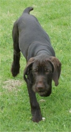 Front view - A chocolate Pudelpointer puppy is walking in grass. Its head is level with its body.