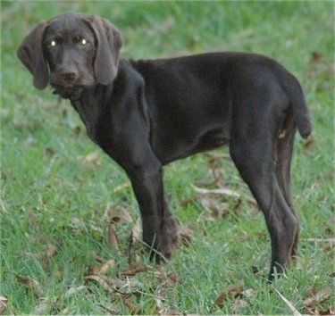 The left side of a chocolate Pudelpointer puppy standing in grass and it is looking towards the camera.