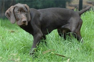 The left side of a chocolate Pudelpointer puppy that is standing in grass and it is looking to the right.