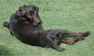 The back of a chocolate Pudelpointer puppy that is laying in the field and it is turned to look back at the camera.