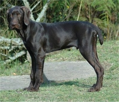 The left side of a chocolate Pudelpointer puppy that is standing in grass and it is looking forward.