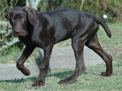 Side view - A shiny-coated, chocolate Pudelpointer puppy is walking across a field and it is looking forward.