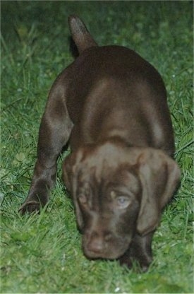Front view - A chocolate Pudelpointer puppy is walking with its head down sniffing in the grass.