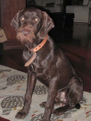 Front side view - A chocolate Pudelpointer dog is wearing a brown leather collar sitting on a tan rug and it is looking forward. The dog has short hair with longer wiry hair on its snout.