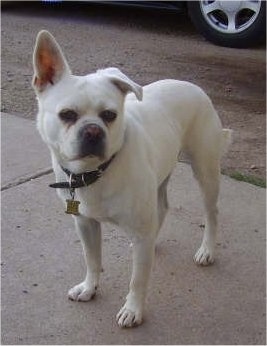 Front side view - A white Pug-A-Mo dog is standing on a sidewalk looking to the right. Its right ear is flopped down and the left one is standing straight up.