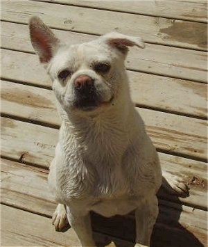 A wet white Pug-A-Mo is sitting on a hardwood deck looking up. Its right ear is flopped down and its left ear is straight up.