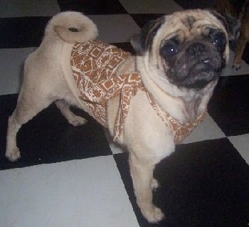 The right side of a tan with black Pug puppy that is standing on a black and white checkered floor and it is looking up and forward. It is wearing a brown and tan apron.