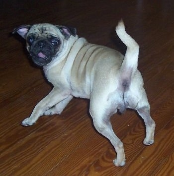 Action shot - The back of a tan with black wrinkly faced Pug that is standing on a hardwood floor and it is looking in the opposite direction. Its mouth is open.
