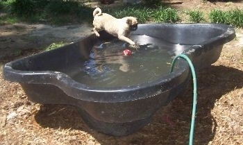 The right side of a tan with black faced Pug that is standing on the side of a black pool that is filling up with water. The Pug is pawing at the water. There is a red tennis ball floating in it.