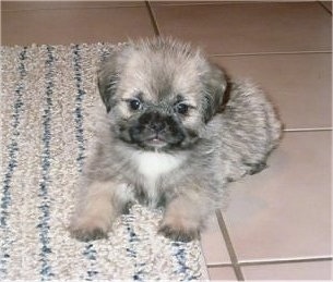 A tiny, fuzzy, tan with black and white Pug-Zu puppy is laying part way on a tan throw rug and a tiled floor. It is looking forward.