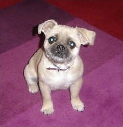 A small tan with black Pug-Zu is sitting on a purple rug and it is looking up. Its head is slightly tilted to the right.