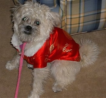 Front side view - A wavy-coated, tan Pugapoo dog is wearing a red shirt and it is looking up and forward. Its body is facing the left and there is a couch behind it.
