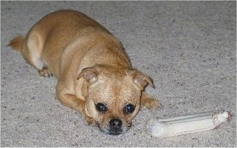 A shorethaired, overweight, tan Puggat dog is laying down on a carpet and there is a rawhide bone placed to the right of it.