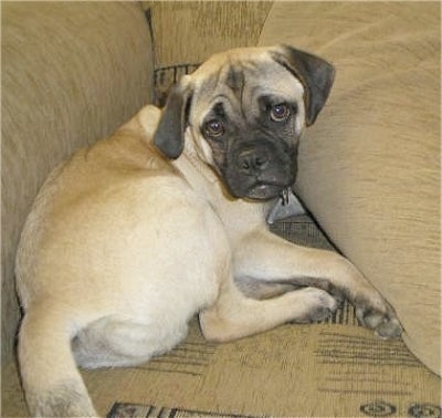 The back of a tan with black wrinkly faced Puggle puppy that is laying against the arm of a tan couch. It is turned to look back at the camera.