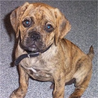 Close up - A brindle Puggle puppy is sitting on a carpet and it is looking up. The pup has round eyes.