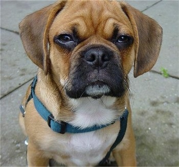 Close up head and upper body shot - A tan with white Puggle puppy is sitting on a concrete surface. It is looking up and forward. It is squinting.