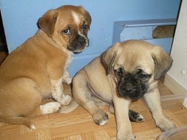 A fawn Puggle puppy and a tan Puggle puppy are sitting on a hardwood floor in front of a blue wall looking to the left.