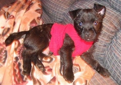 Side view - A rose-eared, black Pugland is wearing a red shirt laying on its left side on a brown blanket on top of a blue couch. It is looking up and forward.