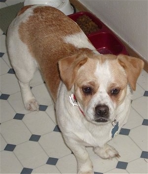 A white with tan Puggle is standing on a white with blue dimand tiled floor and to the right of it is a red food bowl, it is looking forward and its head is tilted to the right.