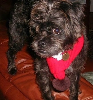 Close up front view - A black with brown Pushon dog wearing a red scarf standing on the back of a tan leather couch with its head turned to the left with its eyes looking forward.